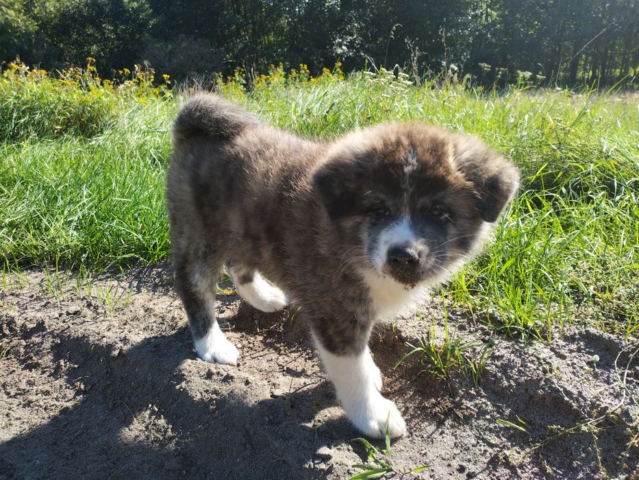 Odbiór Pręgowana Sunia Japońska Akita Inu