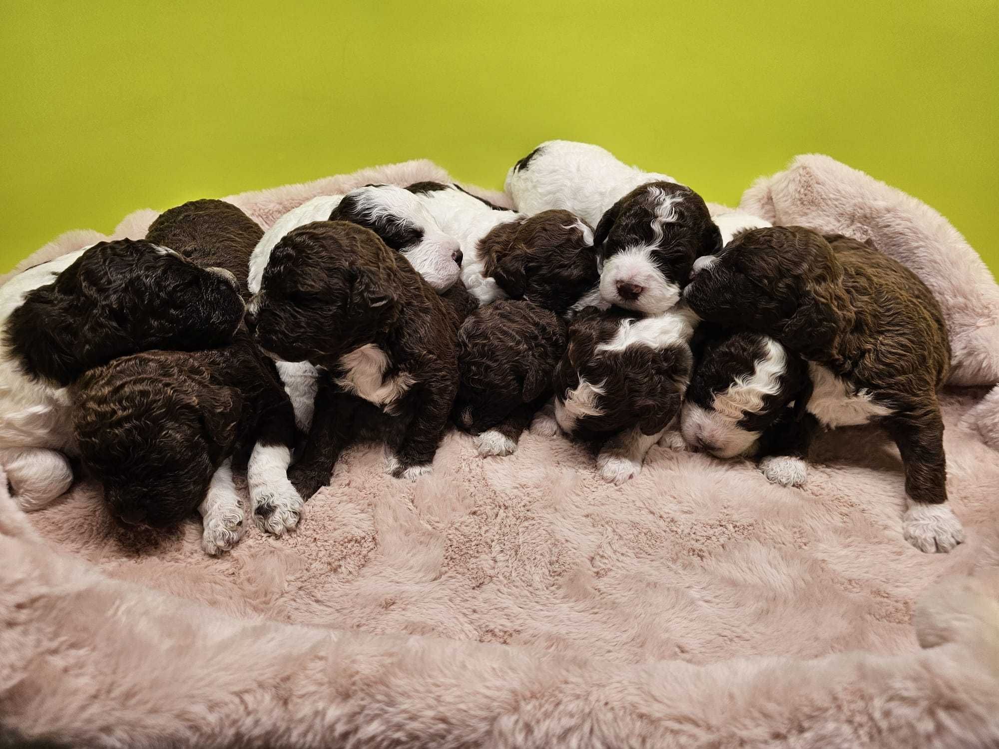Lagotto Romagnolo FCI – biało-brązowy piesek, miot STRANGER, Trufflove