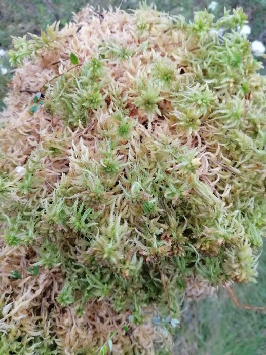 Живий Мох СФАГНУМ ОПТ/роздрі