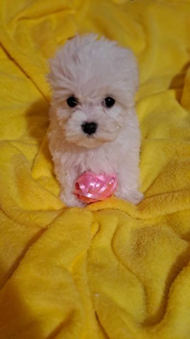 Maltańczyk szczeniak