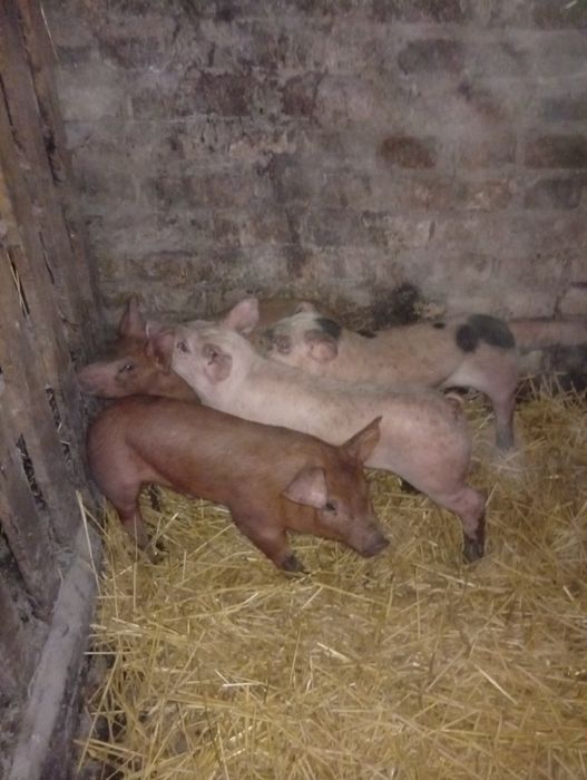 Продам    поросят