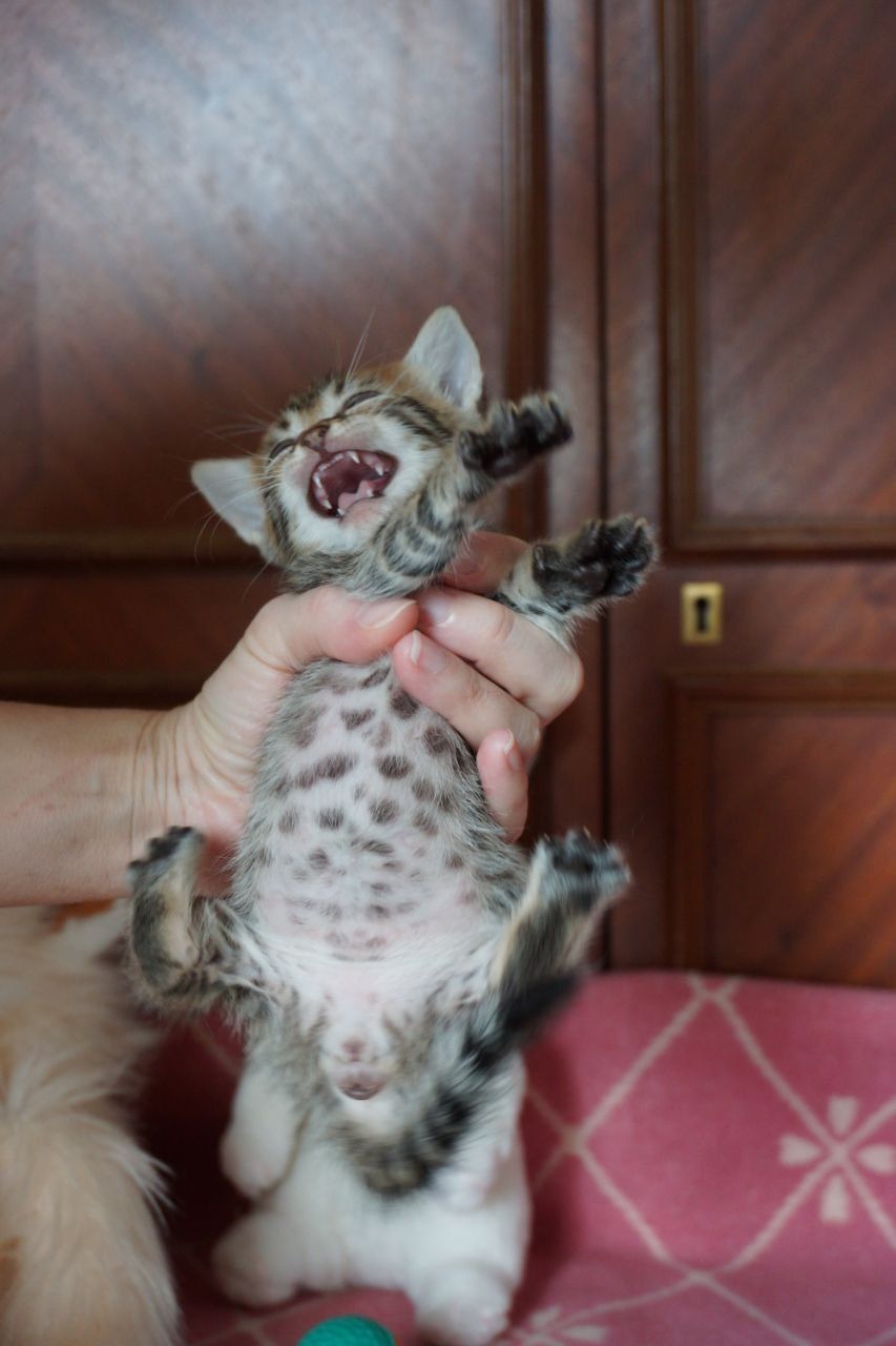Крошечные тигровые котята