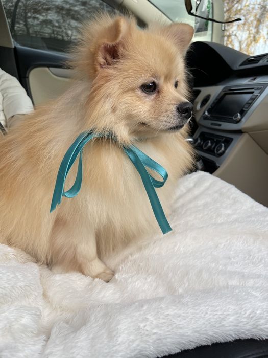 Ексклюзивні хлопчики Померанські шпіци з ідеальним характером