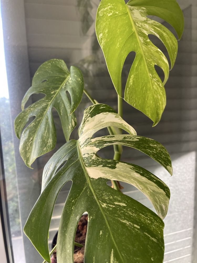 planta Monstera variagata