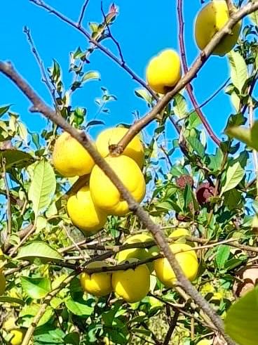 Pigwowiec japoński owoce 8 zł/kg