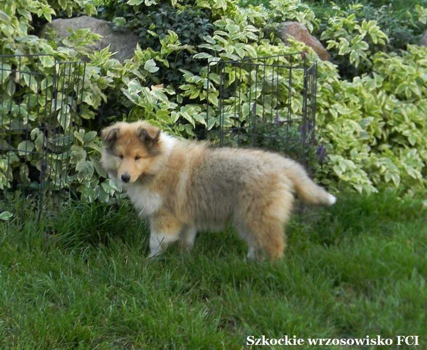 Owczarek szkocki długowłosy collie wolny od MDR i DM - ZKwP/ FCI