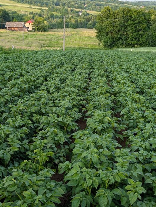 Sprzedam ziemniaki jadalne