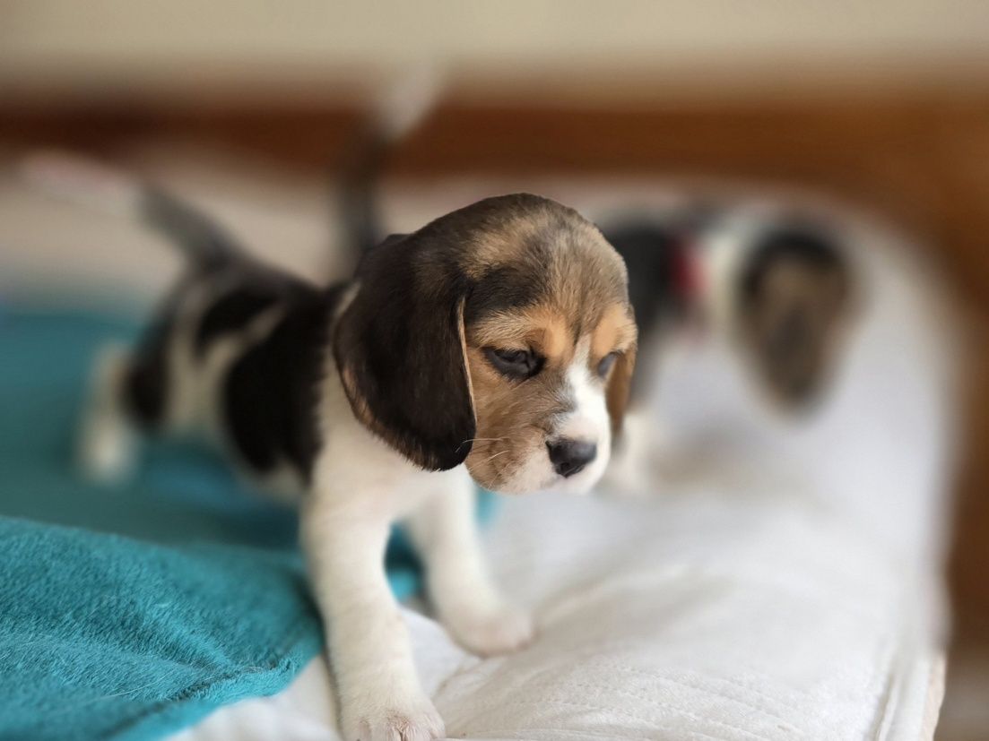 Piesek Beagle  ZkwP-FCI  Tricolor Po  Championach   .DNA .