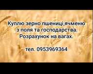 Закуповуємо зернові культури.