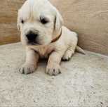 Golden Retrievier