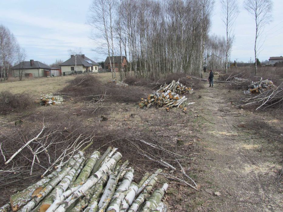 wycinka  , wyrywanie, karczowanie