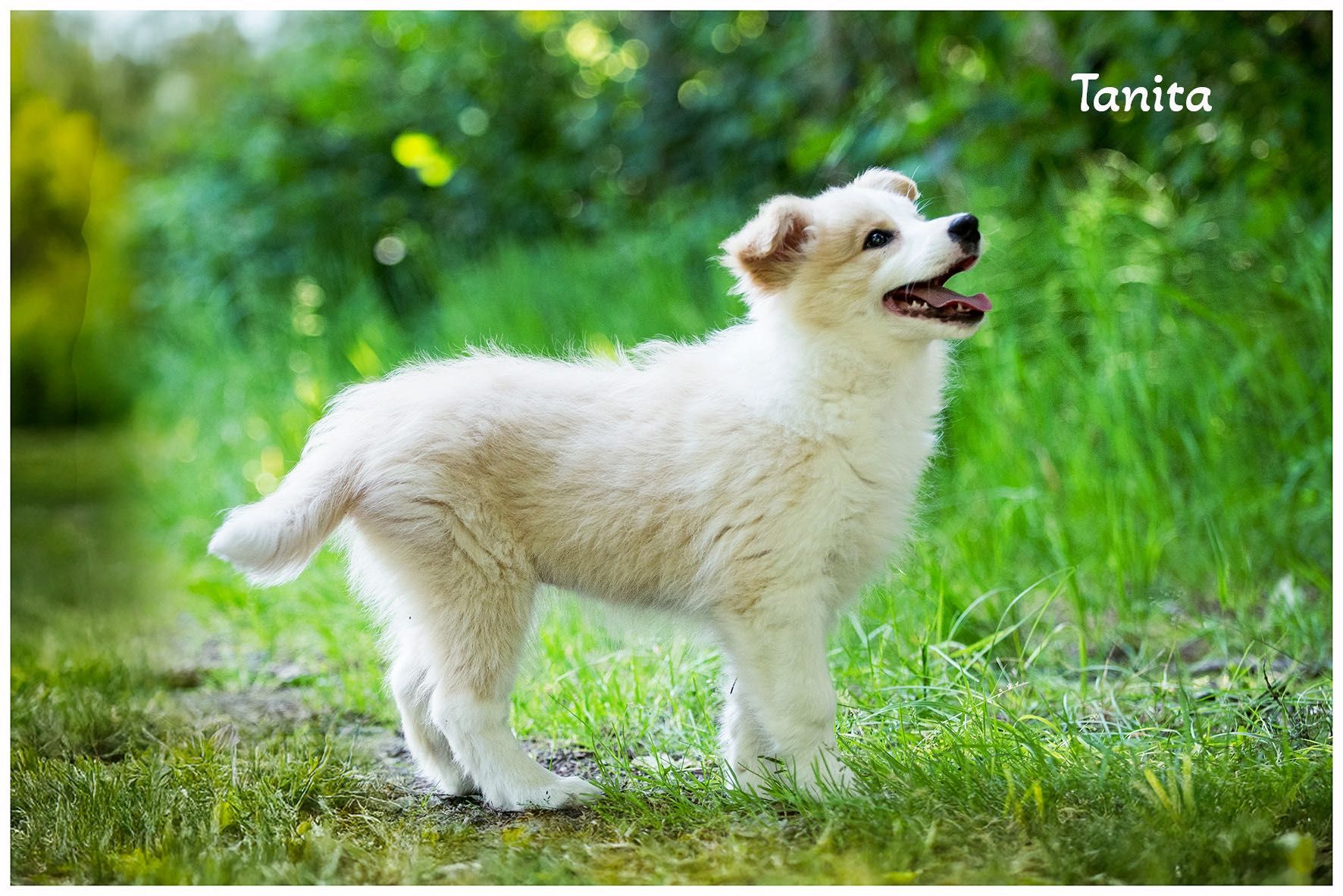 Border Collie FCI ZKwP