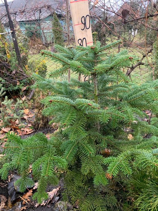 Ялиця Кавказька, Піхта Нордмана.