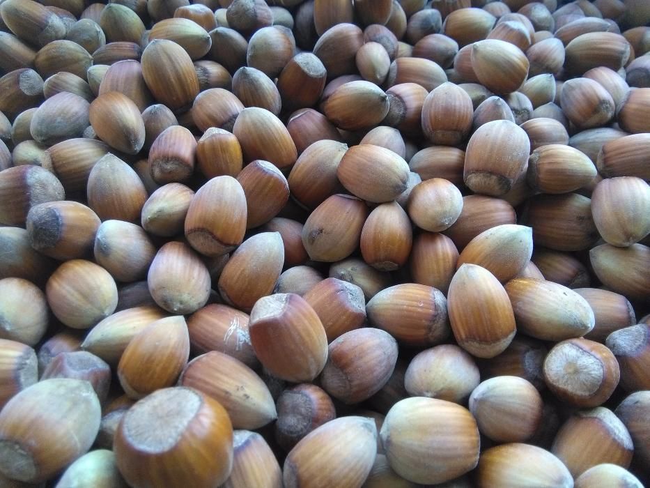 Orzechy laskowe w łupinie POLSKIE własna plantacja 1kg 2024