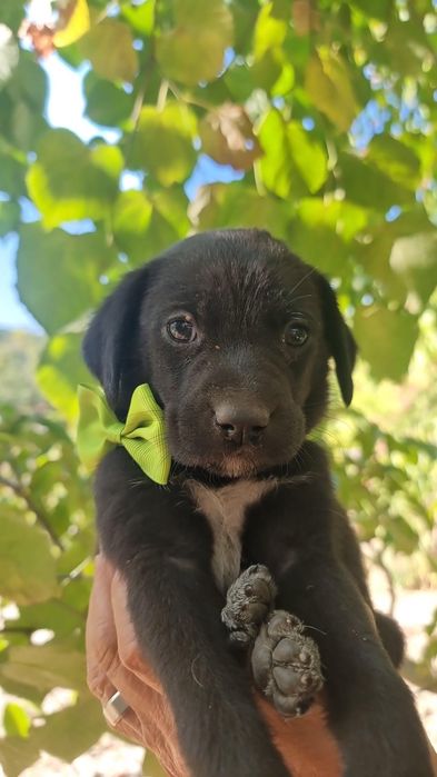 Cachorrinha para adoção