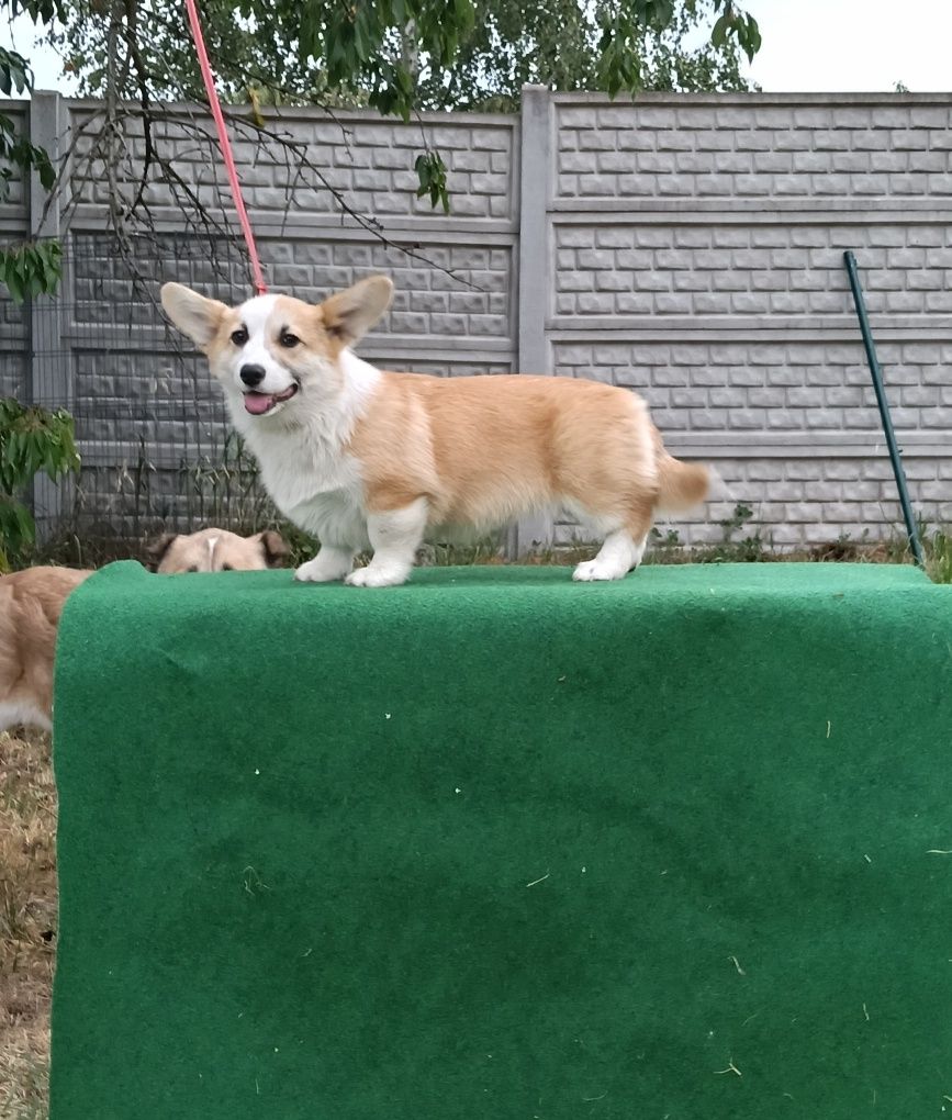 Kochany chłopiec corgi pembroke ZKwP FCI