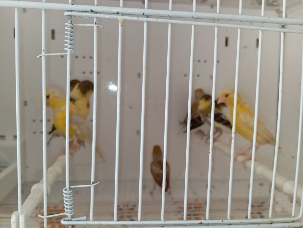 Canários  bonitos