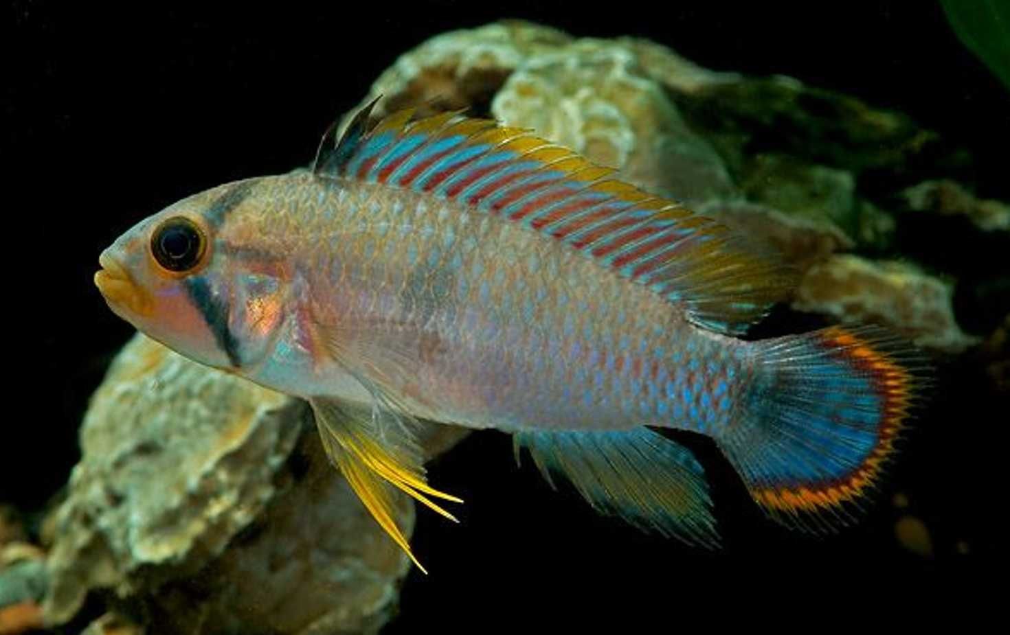 Pielęgniczka panduro - Apistogramma panduro - dowozimy, wysyłamy