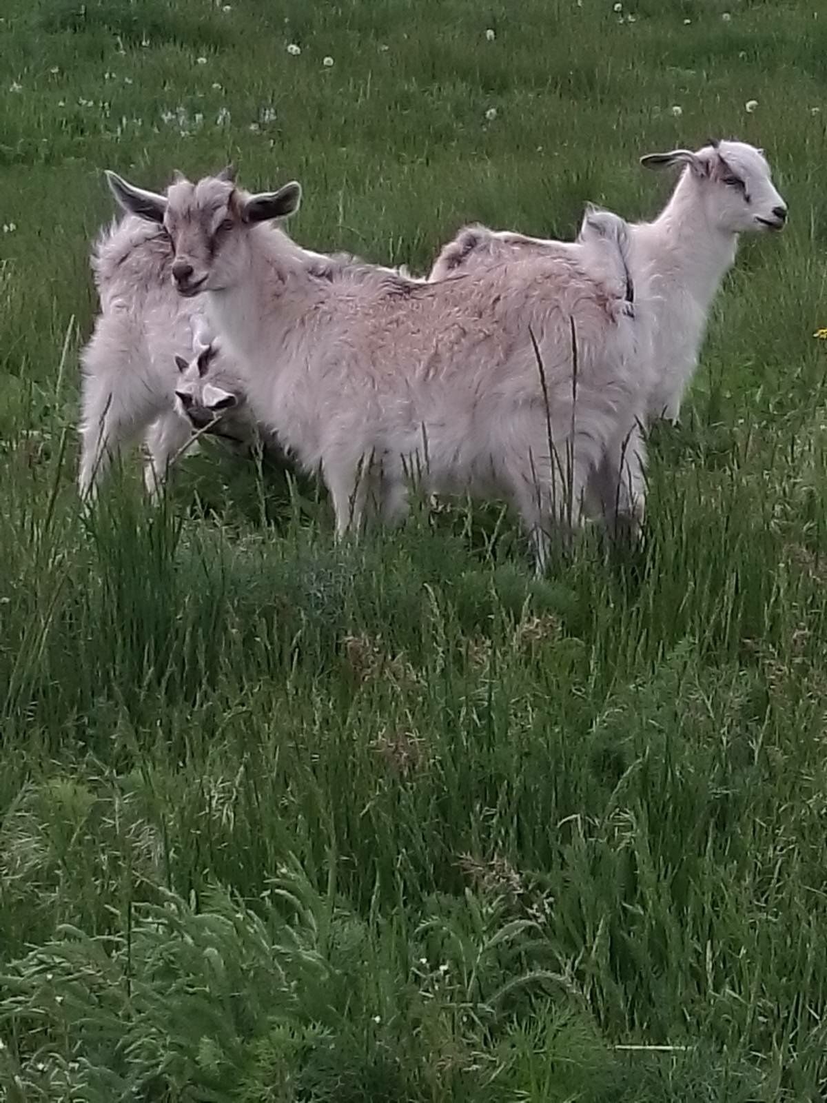 Продам козинят козлики кізоньки