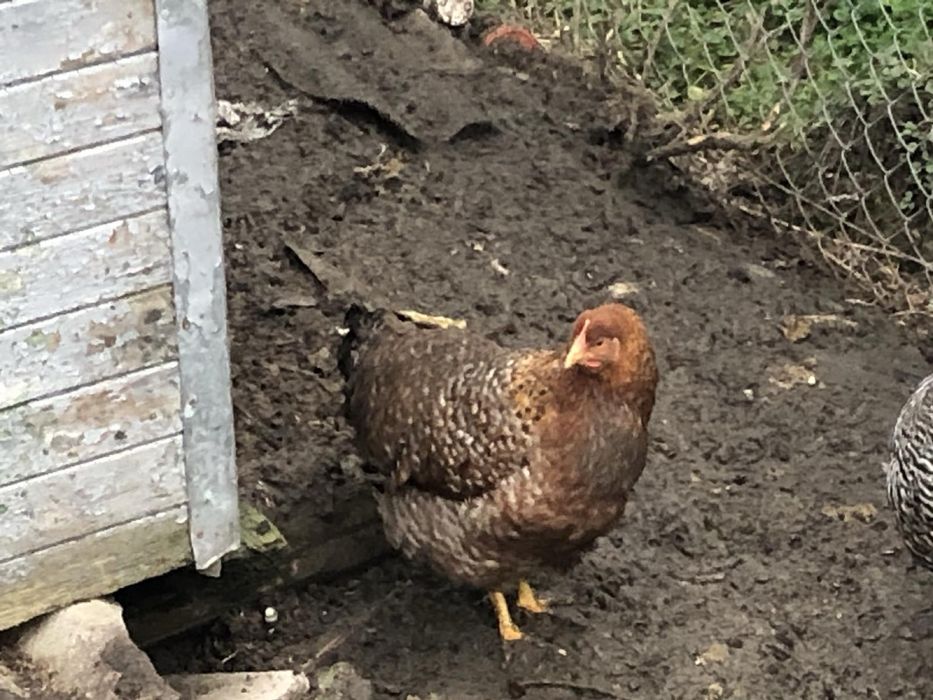 Домашні кури Білефельдер