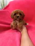 Cavapoo pudel toy szczeniak