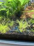 Neocaridinas Juvenis, blue dream