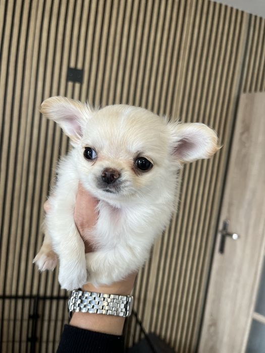 Chichuahua chlopcy FCI