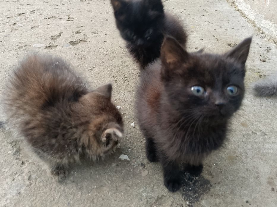 ВІДАМ КОШЕНЯТ в добрі руки