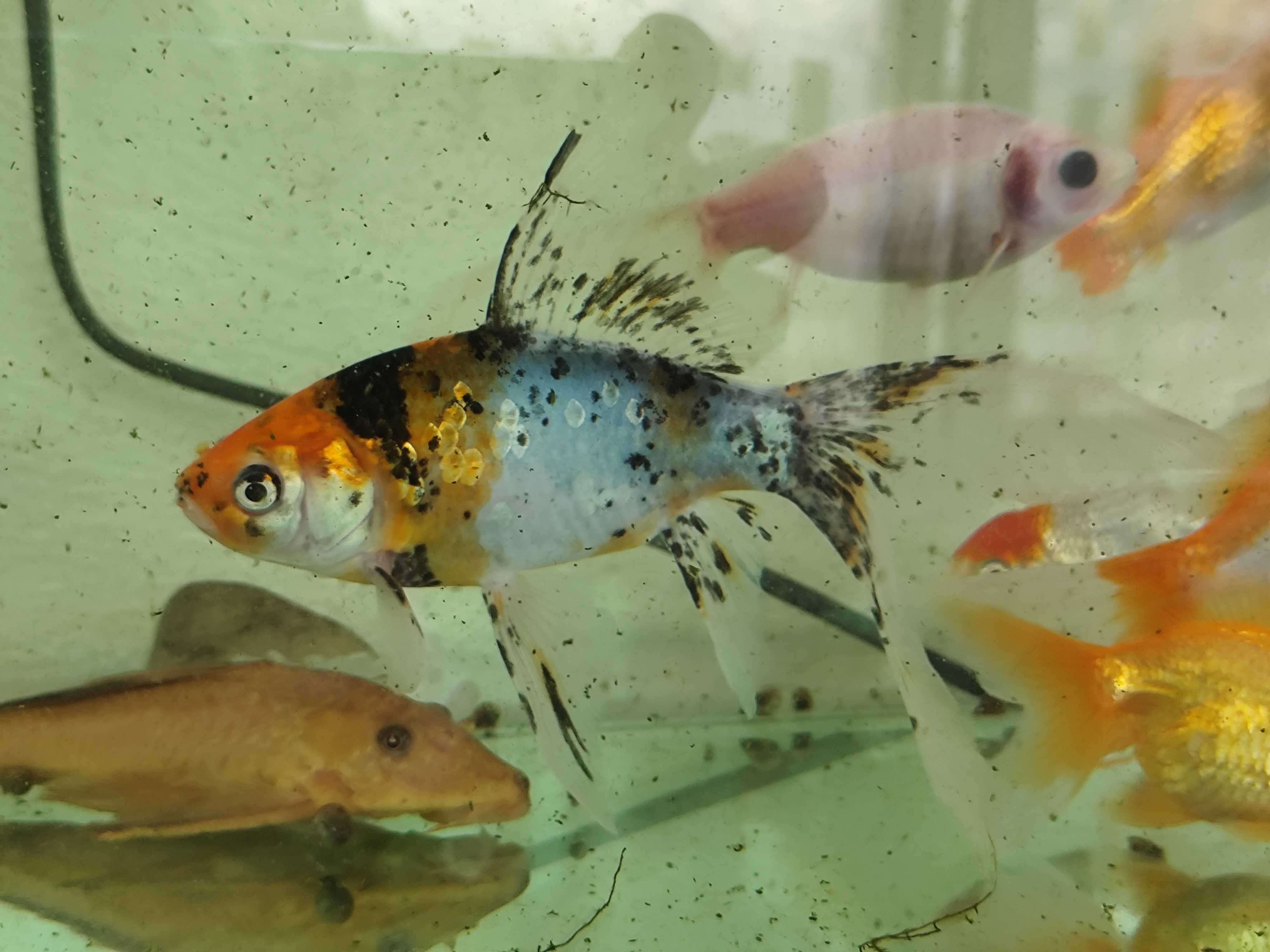 Urgente Aquariofilia, aquário, plantas e peixes