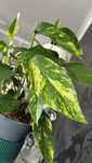 Epipremnum Pinnatum Cintho Goldfinger