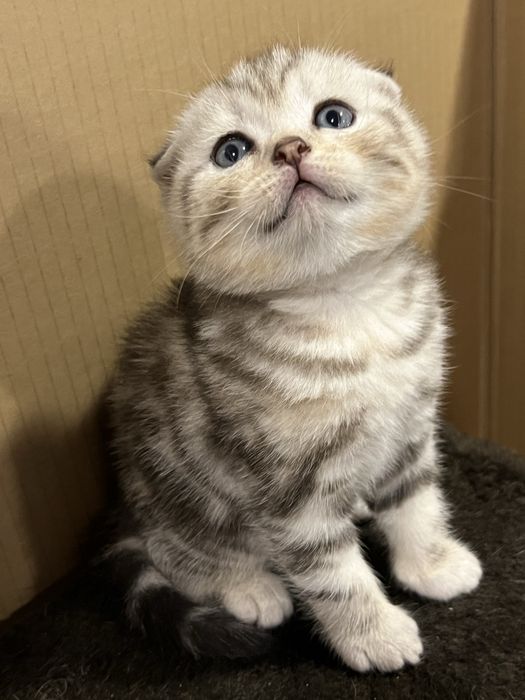 Шотландські малюки