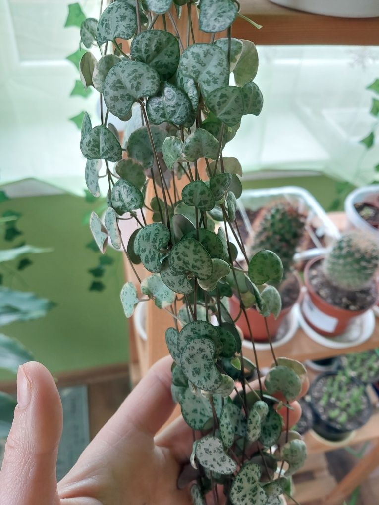 Ceropegia woodii variegata