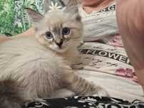 Ragdoll chłopczyk seal point lynx mitted
