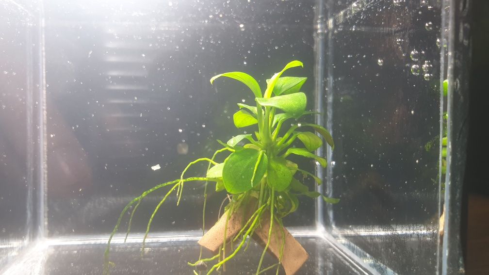 Anubias nana - 1/2 plan - mało wymagająca!!