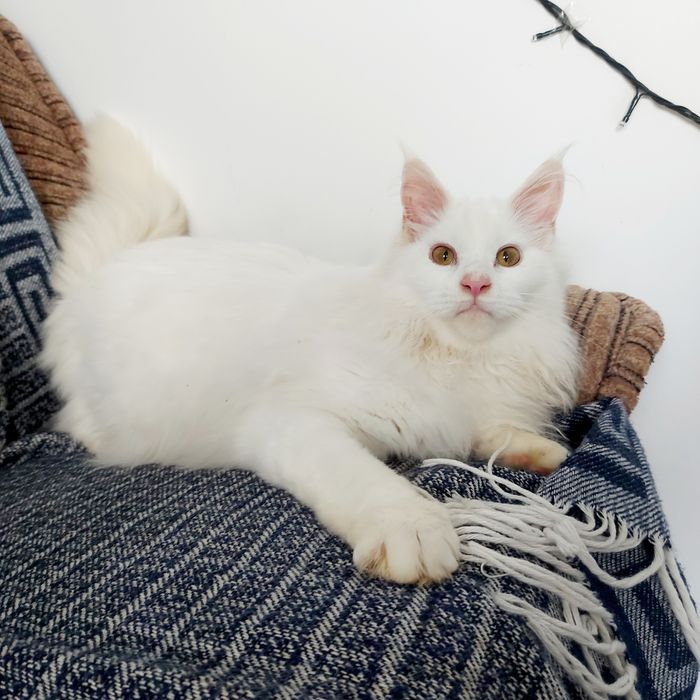 Білосніжна дівчинка Мейн Кун