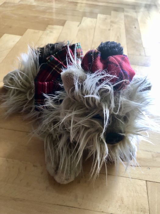 Maskotka piesek York, ze Szkocji