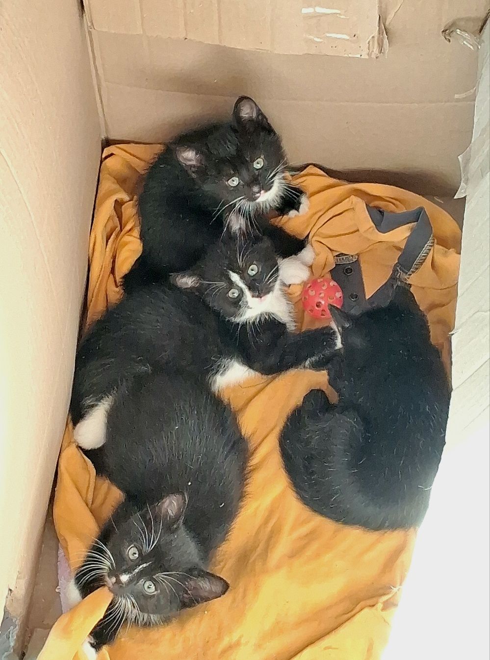 Красиві кошенята