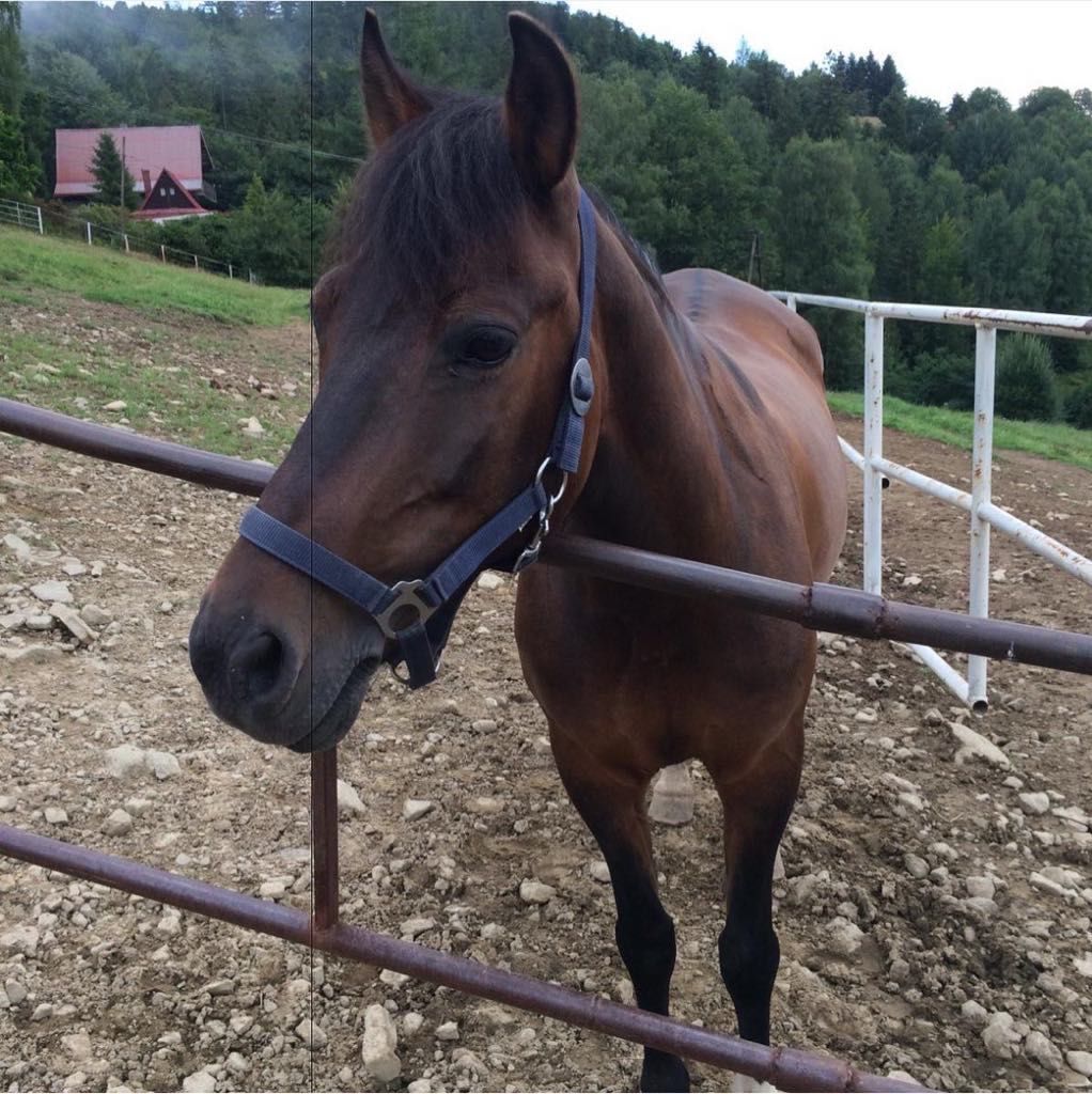 Sprzedam urodziwą 18-letnią klacz huculska