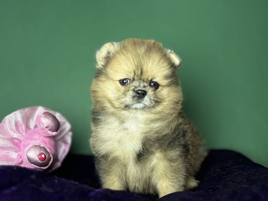 Дівчинка померанського шпіца