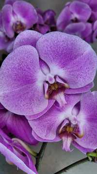 Орхідеї орхідея фаленопсис
