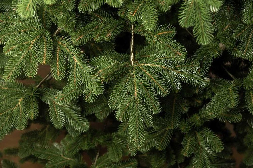 Ялинка Ковалівська Зелена лита Елка