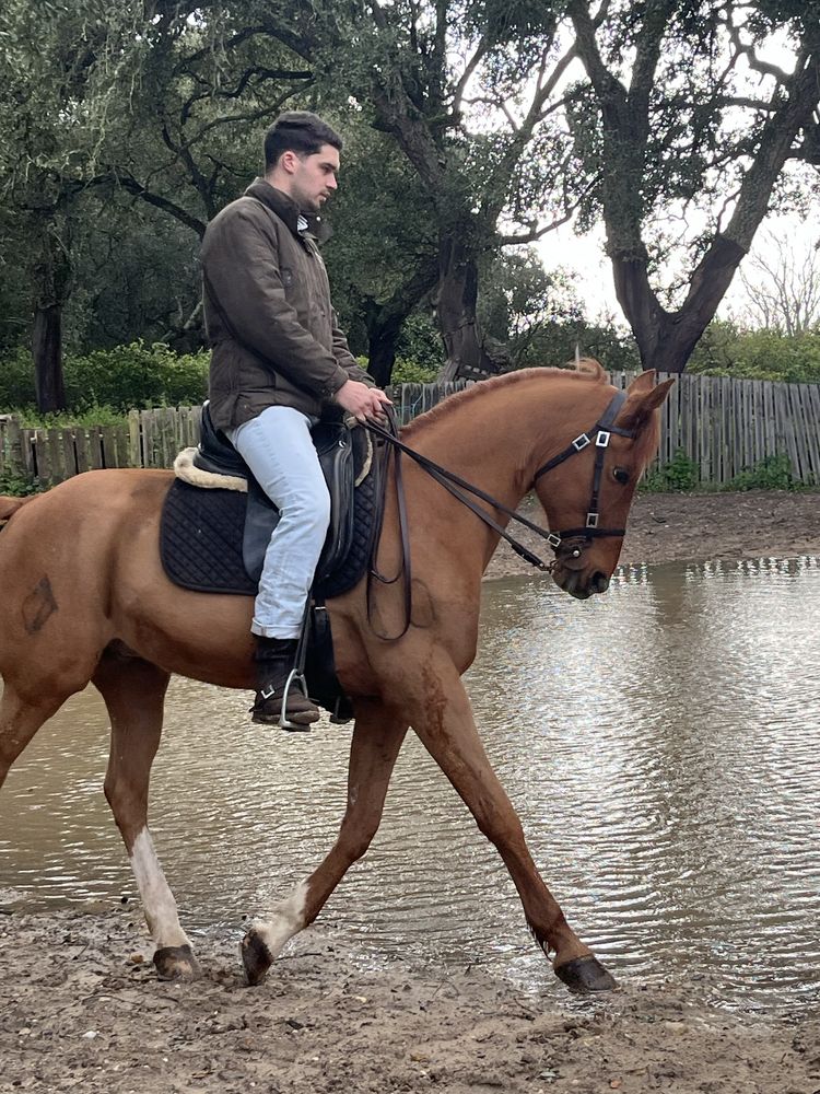 Cavalo alazao 15anos