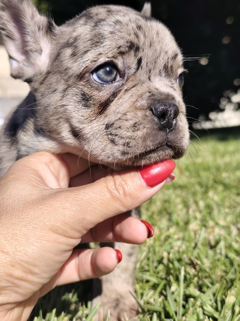 Bulldog  merle macho