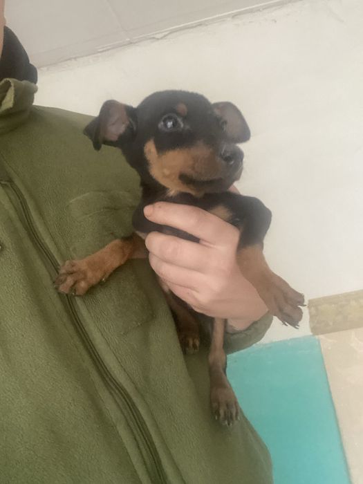 Чистокровний Доберман