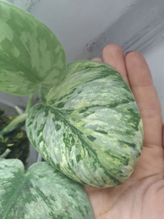 Scindapsus Exotica Hologram