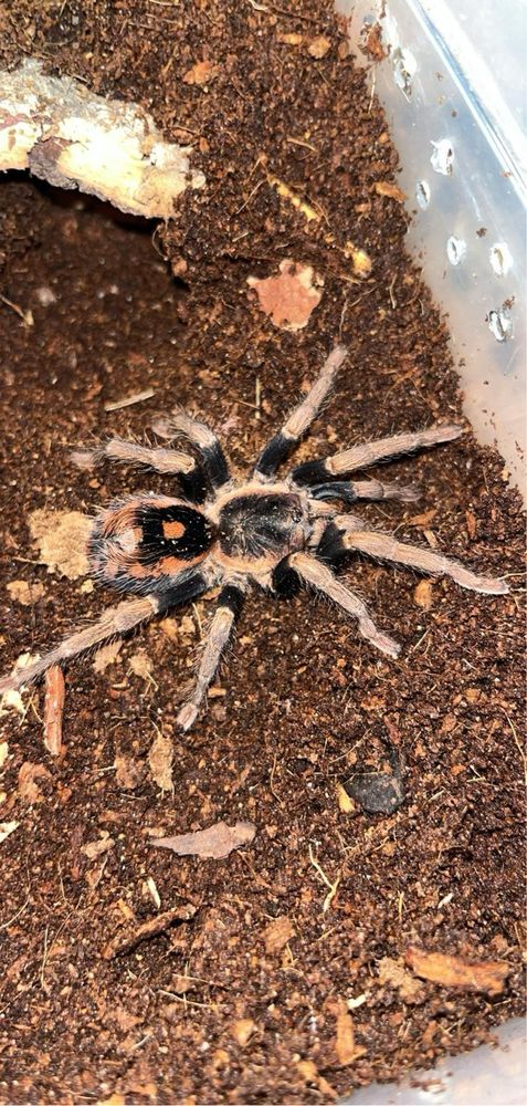 Hapalopus Vangoghi l1 rarytas ex guerilla