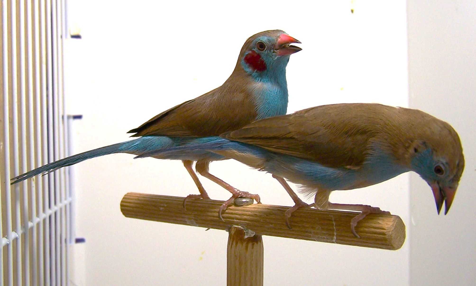 Motylik krasnouchy ( Uraeghintus bengalus )