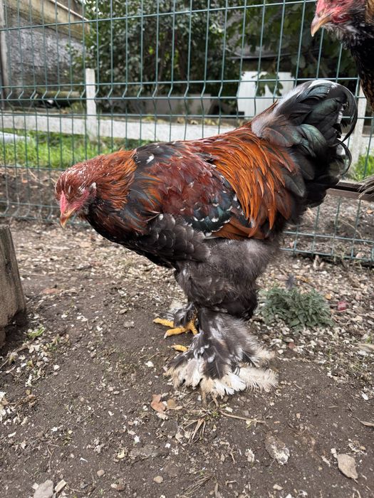 Macho brahma mil flores