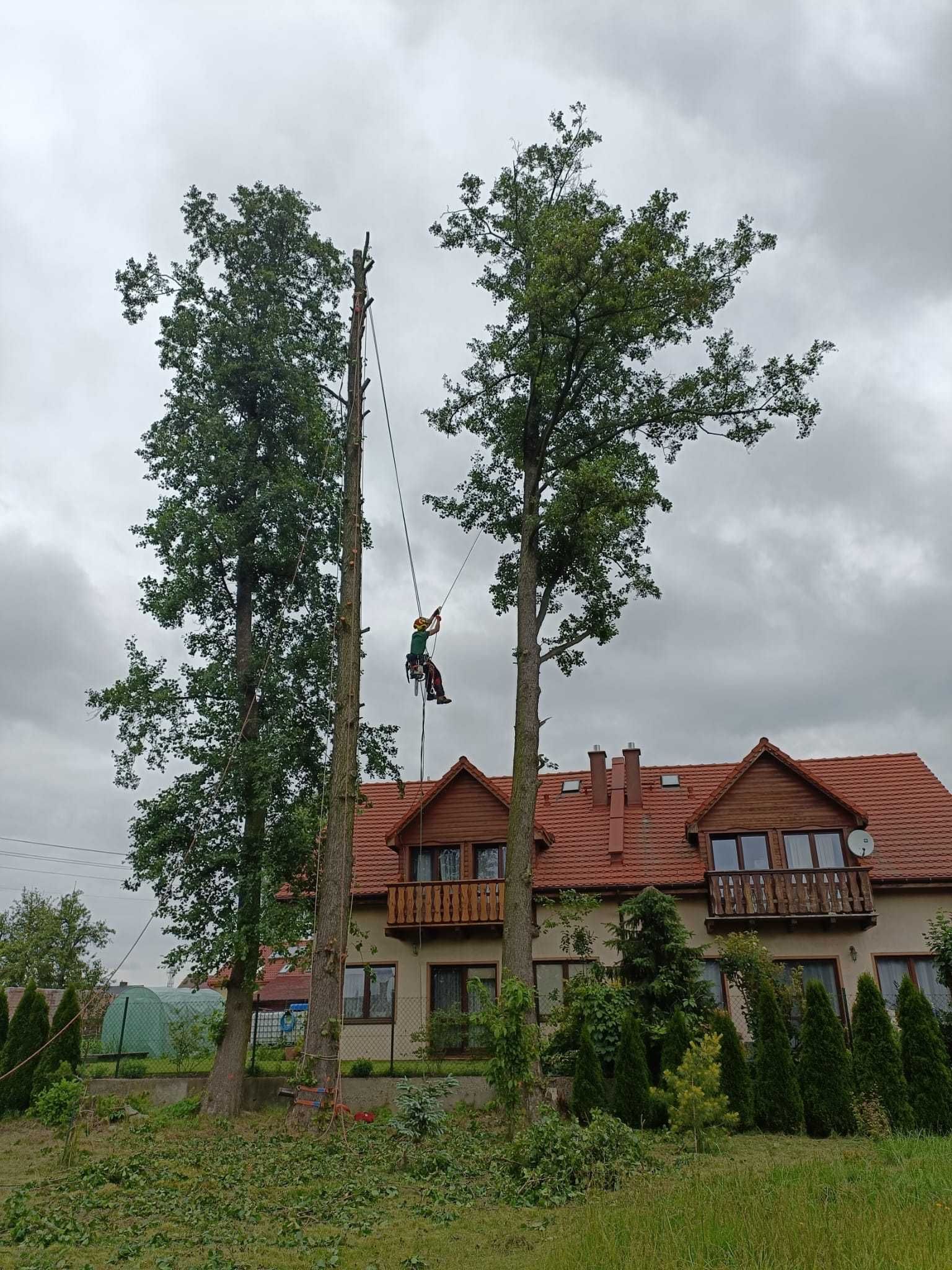 Wycinka drzew, pielęgnacja