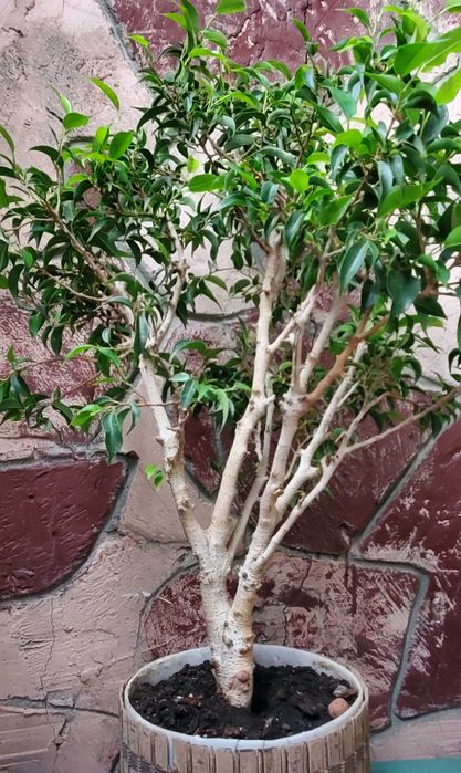 бонсай карликовое дерево